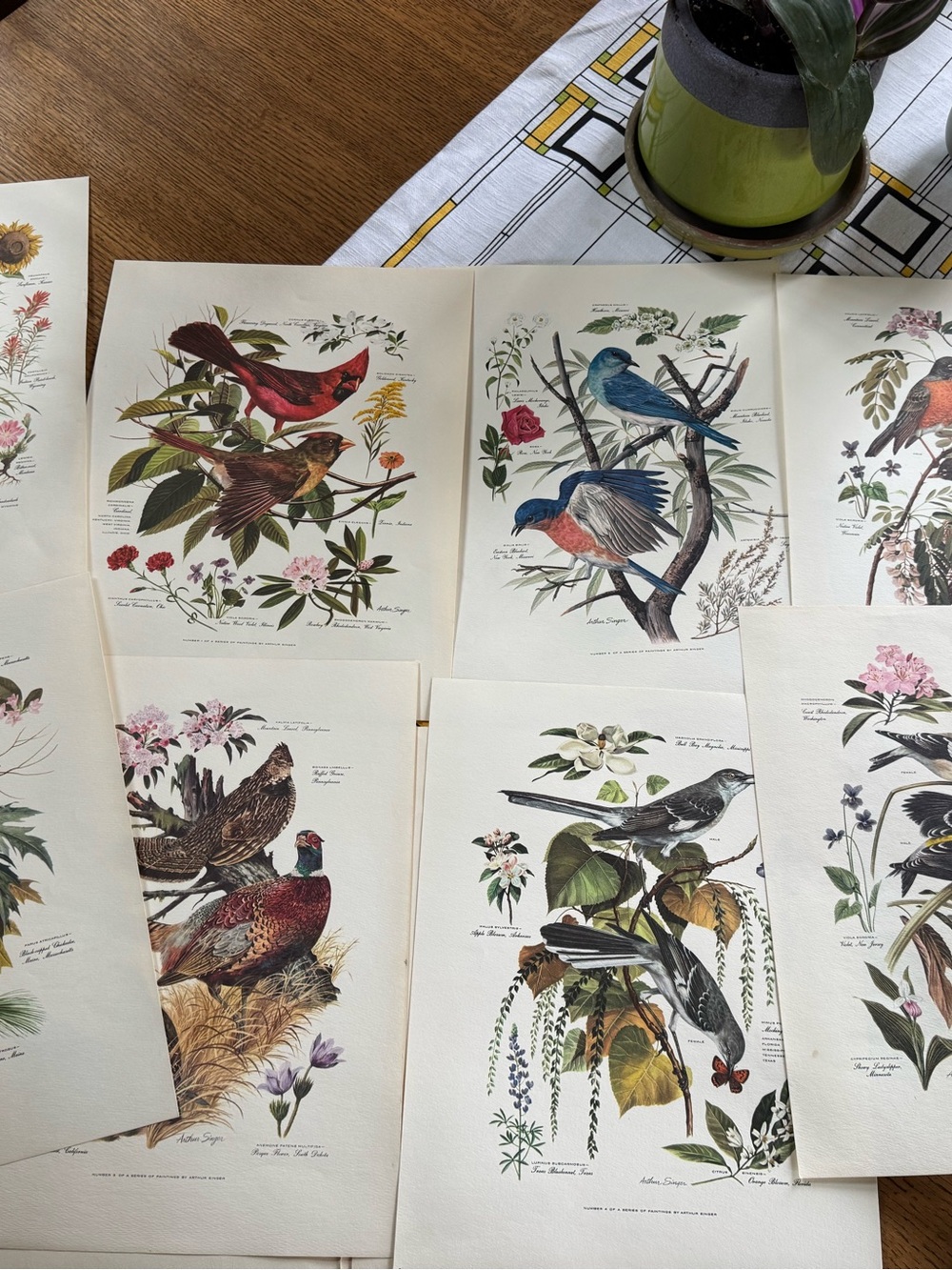 Botanical Art Prints Featuring 10 prints - Picture 4 of 12